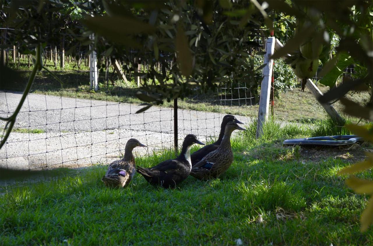Ca Ulivi Bed & Breakfast Ala Dış mekan fotoğraf